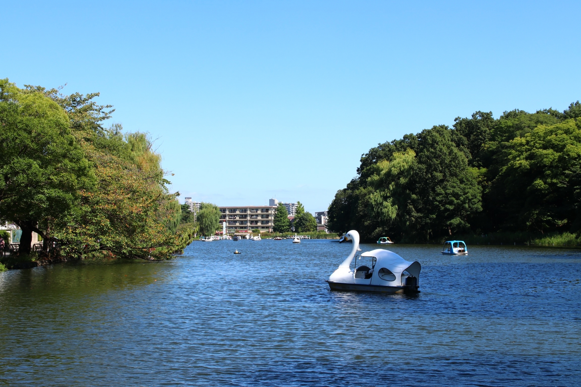 石神井公園のスワンボート