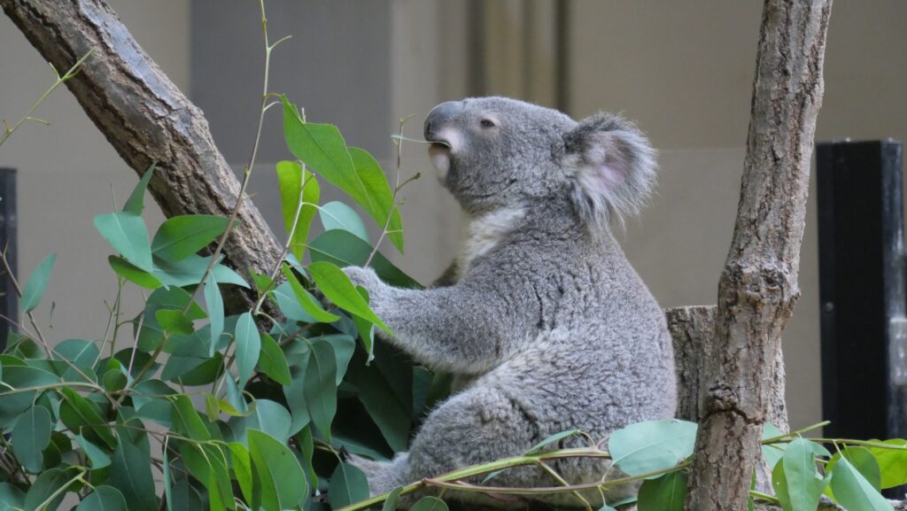 東山動物園のコアラ