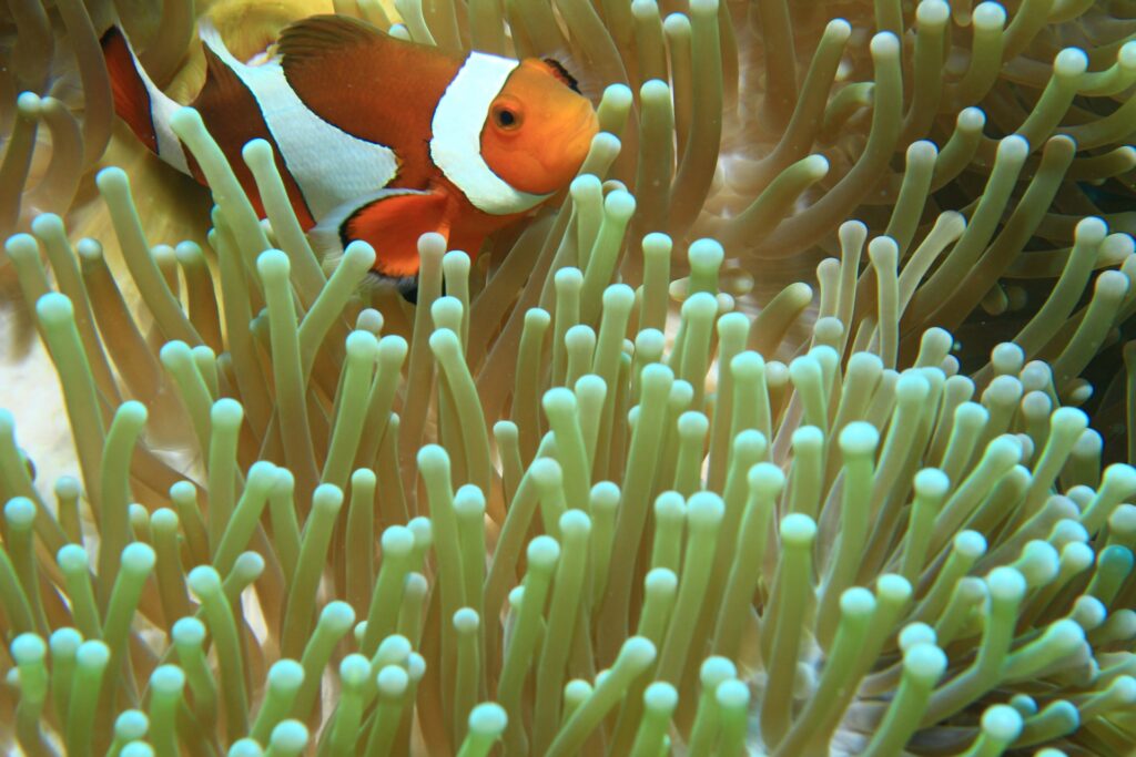 珊瑚礁に隠れるカクレクマノミ