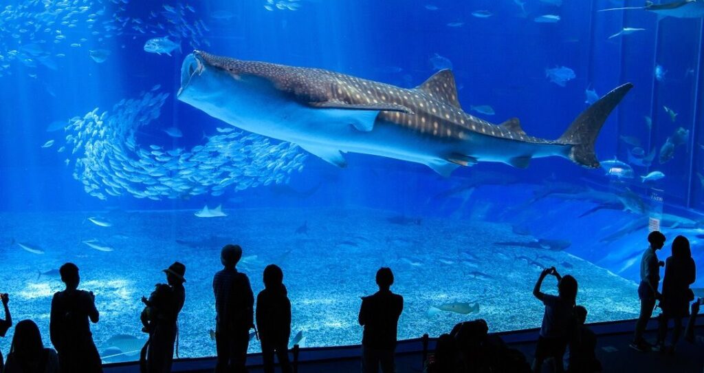 沖縄美ら海水族館のジンベエザメ