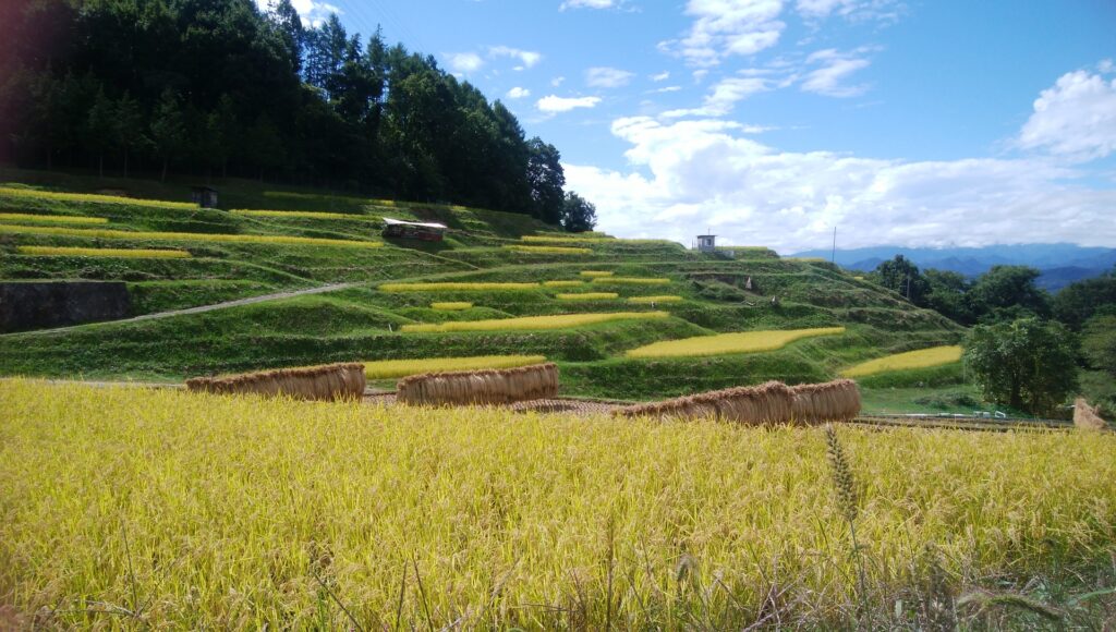 稲倉の棚田