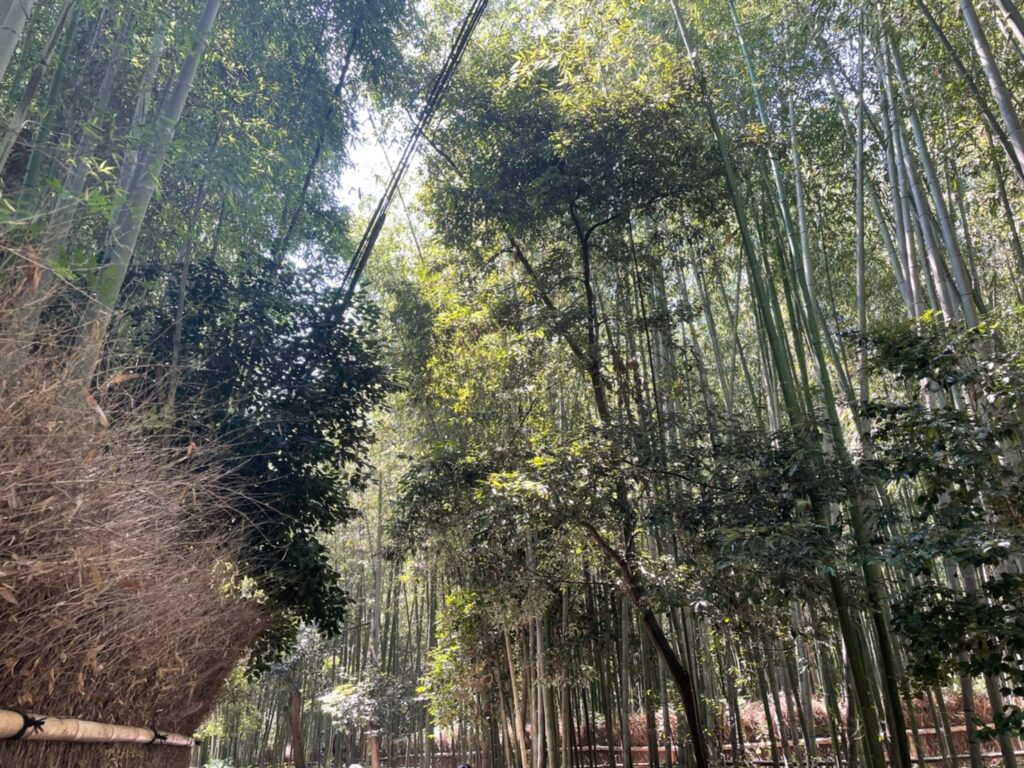 京都の嵐山の竹林