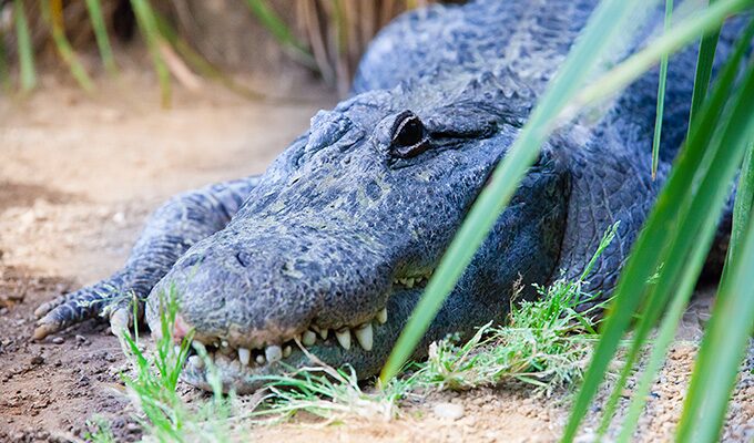 熱川バナナワニ園のワニ