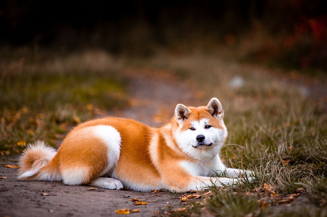 可愛い秋田犬の写真